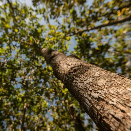 Proyecto "Restauración Sostenible del Bosque Seco Tropical"